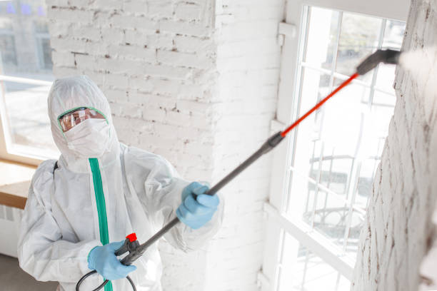 Best Emergency Mold Remediation  in Surgoinsville, TN